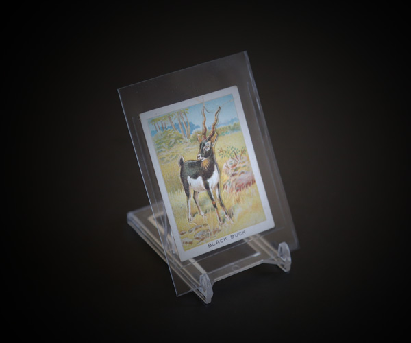 bcw two piece stand for displaying tobacco cigarette cards